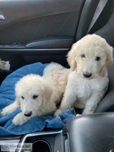 Labradoodles