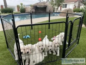 Golden Retriever English Cream Puppies