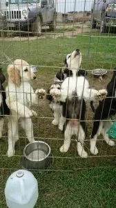 Afghan Hound puppies Available.