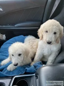 Labradoodles