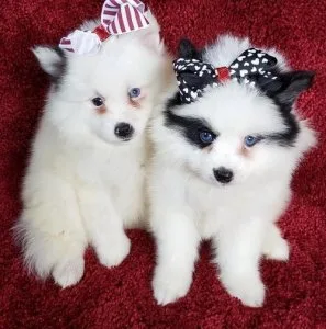 Gorgeous Pomsky Puppies for lovely homes.