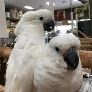 Bonded pair Umbrella Cockatoos available