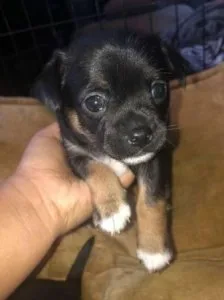Chihuahua pug mix
