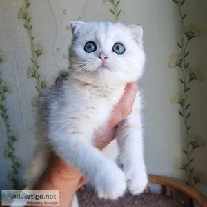 Scottish Fold Kittens
