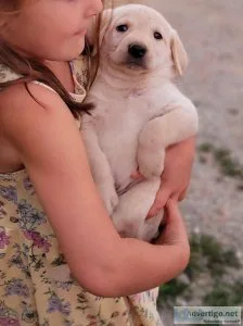 Purebred Lab Puppies