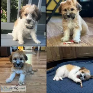 Shihpoo puppies