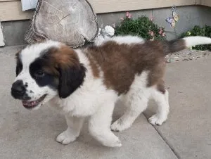 Beautiful Saint Bernard puppies Ready Now.