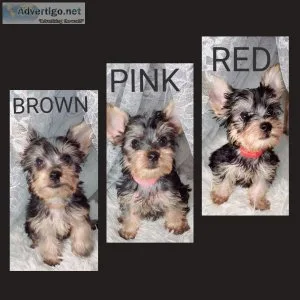 Adorable CKC Yorkie Puppies