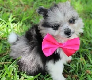 Sweet Pomeranian Puppies