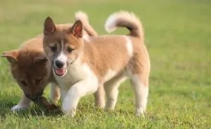 Lovely male and female Shiba Inu puppies.