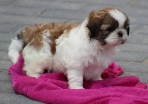 Well Socialized Shih Tzu puppies