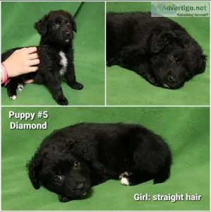 Aussie-doodle puppies