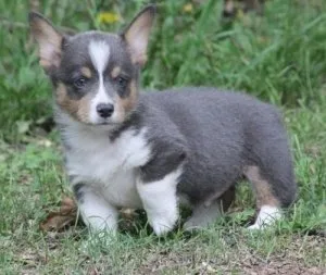 Beautiful Pembroke Welsh Corgi puppies