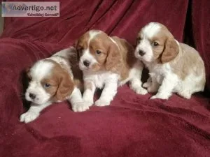 Affectionate Purebred Cavalier King Charles Puppies