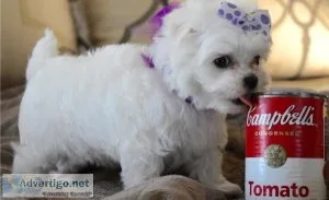 AKC Teacup Maltese Puppies for sale