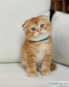 Scottish Fold Kittens