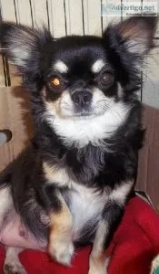 Long Coat Chihuahua Female AKC