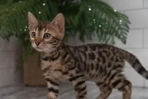 Bengal Kittens for sale