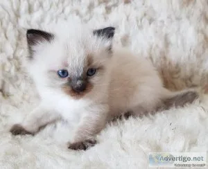 Ragdoll kittens