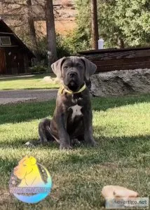 Cane Corso Puppy Male