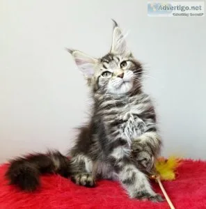 Maine coon kittens