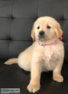 Golden Retriever puppies