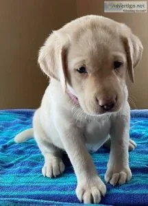 Labrador Retriever pups