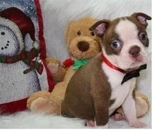 Boston terrier puppies