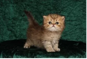 Persian kittens