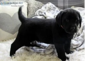 Labrador Retriever pups