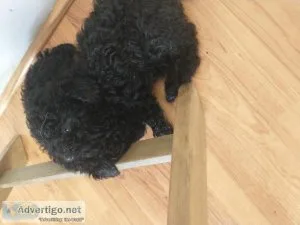 Toy Poodle Puppy
