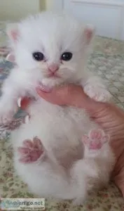 Persian kittens