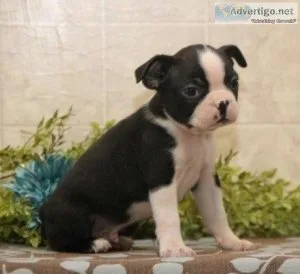 Boston terrier puppies