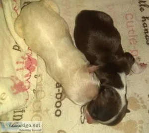 Chihuahua Female Long Coat AKC