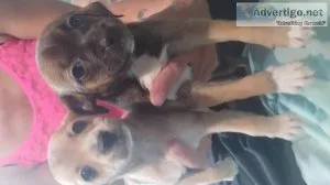 Chihuahua puppies