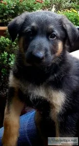 German Shepherd Pups