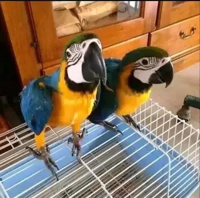 Super Tamed Blue and Gold Macaws ready now.