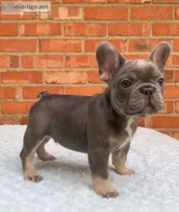 SUPER ADORABLE FRENCH BULLDOG