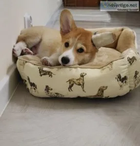 Corgi Puppies For Sale