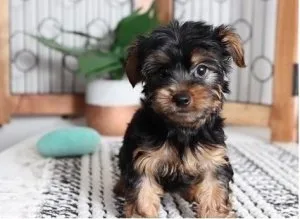 Yorkie puppies