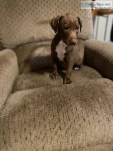 Awesome Chocolate Lab