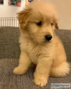 Golden Retriever puppies