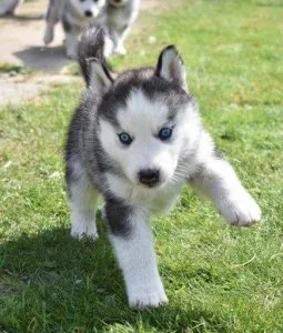 Siberian Husky Puppies