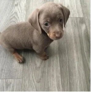 Dachshund puppies