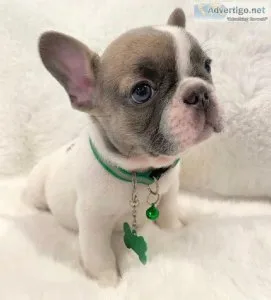 French Bulldog puppies