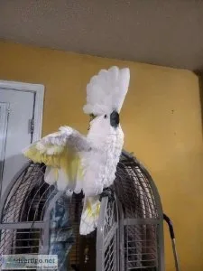 Well Socialized Umbrella Cockatoos searching for forever homes
