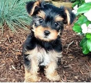 Yorkie puppies