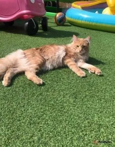 Maine Coon kittens