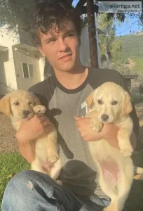 Labrador puppies