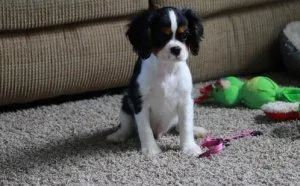 Female Cavalier King Charles Spaniel